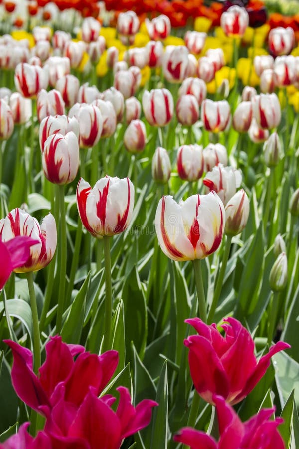 Разнообразие белых цветков тюльпанов 2 цветов красных, varietal тюльпана сада на flowerbed в парке, вертикали Много яркие стоковое изображение rf Разнообразие белых цветков тюльпанов 2 цветов красных, varietal тюльпана сада на flowerbed в парке, вертикали Много яркие стоковое изображение rf