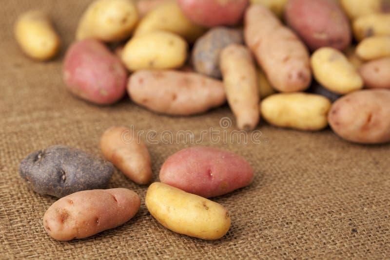 разнообразие картошки fingerling стоковая фотография rf разнообразие картошки fingerling стоковая фотография rf