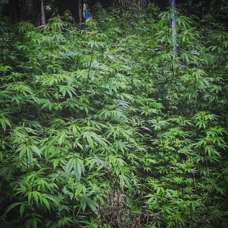 Рай конопли калининград марихуана