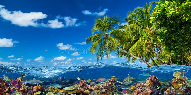 райский пляж тропических островов с подводной водой с покрытием с красочными коралловыми рифами морская жизнь акула-рыбья морская стоковое фото rf