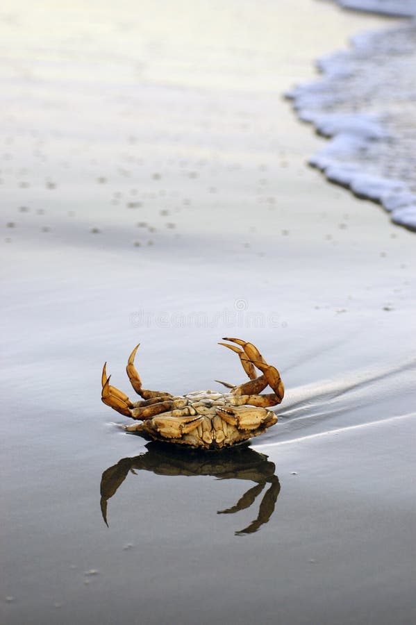 A large crab flipped on it's back at the tide line. A large crab flipped on it's back at the tide line