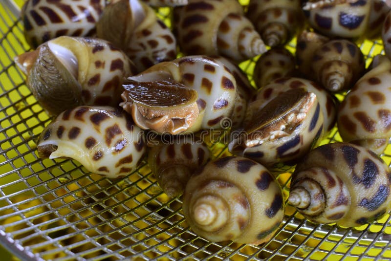 Рак моря который все еще живые все еще свежие, морепродукты которые очень популярны стоковые изображения Рак моря который все еще живые все еще свежие, морепродукты которые очень популярны стоковые изображения
