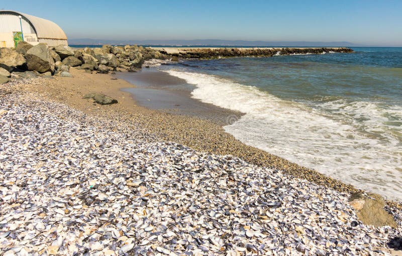 Раковины на Чёрном море плавают вдоль побережья в Pomorie, Болгарии стоковые изображения rf