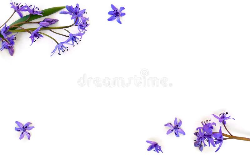 Рамка squill прекрасного siberica scilla snowdrops сибирского или деревянного squill на белом фоне с пространством для текста. Вид стоковое изображение