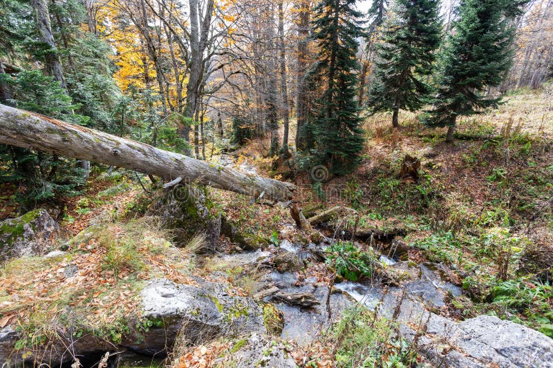 ранняя осенняя природа гуляет в лесу и горах стоковая фотография rf