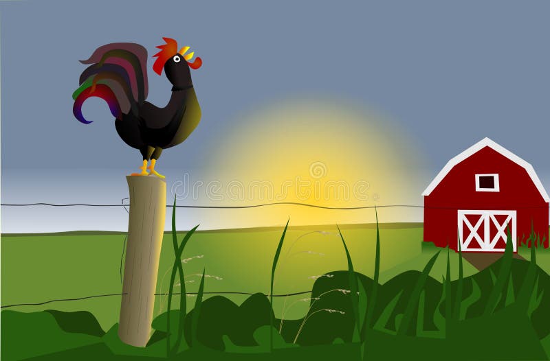 Sunrise: early morning rooster with red barn farmhouse. Sunrise: early morning rooster with red barn farmhouse