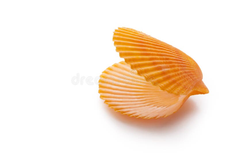 раскройте пустую раковину scallop стоковое изображение rf раскройте пустую раковину scallop стоковое изображение rf