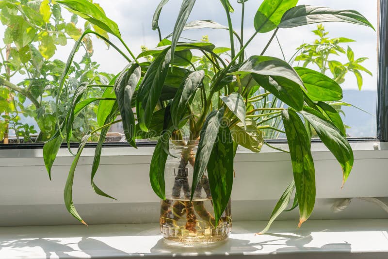 Распространение укореняя вырезывания aglaonema завода дома в воде на силле окна внутри помещения стоковые фотографии rf Распространение укореняя вырезывания aglaonema завода дома в воде на силле окна внутри помещения стоковые фотографии rf