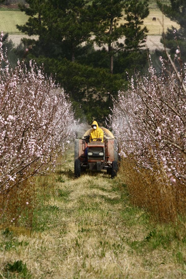 Tractor spraying new blossoms with insecticide. Tractor spraying new blossoms with insecticide