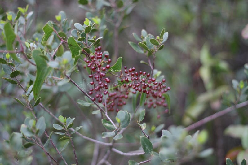 растение smilax aspera стоковые фотографии rf