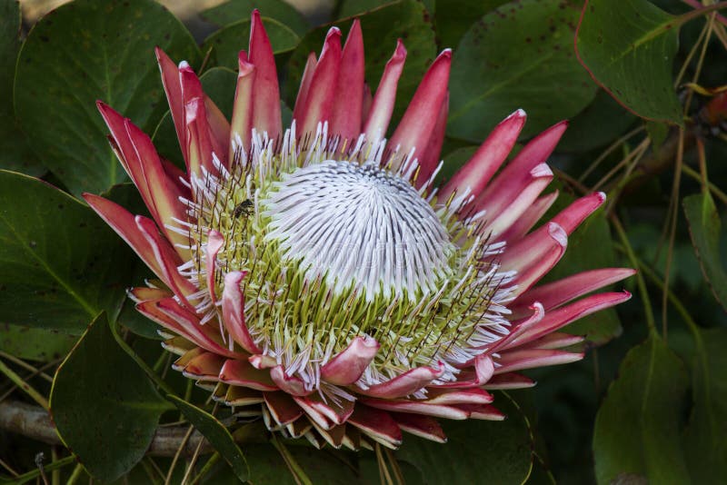 A king protea with a bee on a bush. A king protea with a bee on a bush