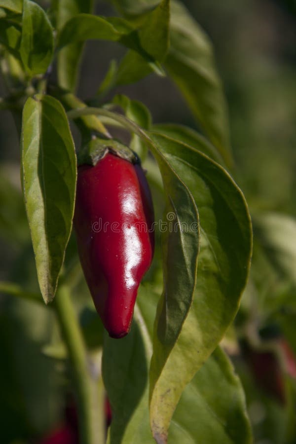Растущий накаленный докрасна перец chili в зеленых листьях стоковая фотография Растущий накаленный докрасна перец chili в зеленых листьях стоковая фотография