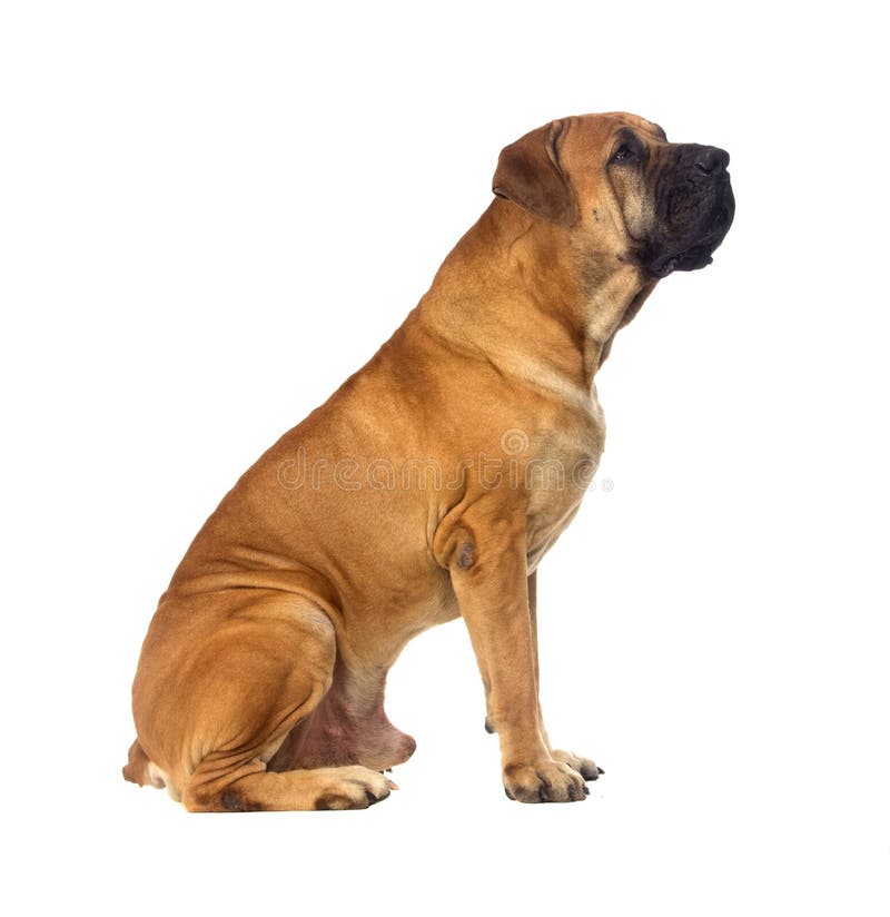 Редкая порода южная - африканское boerboel представляя в студии. стоковое фото rf Редкая порода южная - африканское boerboel представляя в студии. стоковое фото rf
