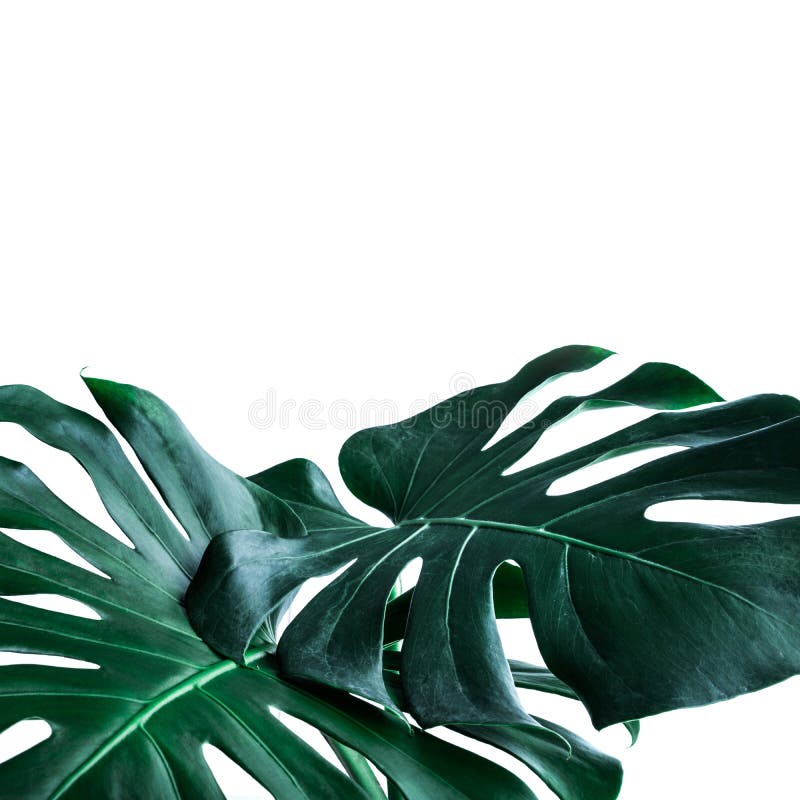 Реальные листья monstera украшая для дизайна состава Тропический, стоковые фотографии rf Реальные листья monstera украшая для дизайна состава Тропический, стоковые фотографии rf