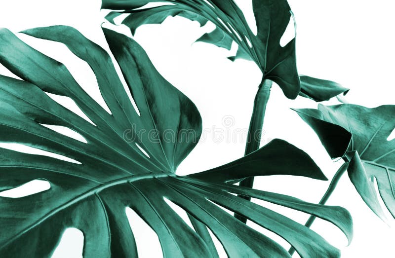 Real monstera leaves decorating for composition design.Tropical,botanical nature concepts ideas. Real monstera leaves decorating for composition design.Tropical,botanical nature concepts ideas.