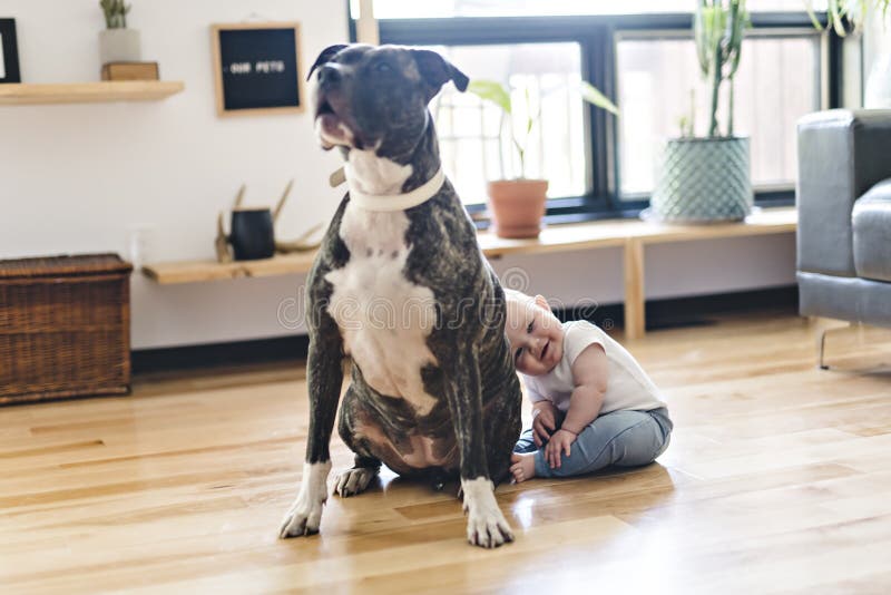 Ребенок сидя с pitbull на поле стоковые изображения rf Ребенок сидя с pitbull на поле стоковые изображения rf