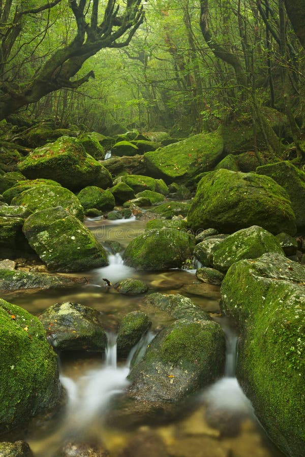 Река вдоль следа Shiratani Unsuikyo на Yakushima, Японии стоковые изображения Река вдоль следа Shiratani Unsuikyo на Yakushima, Японии стоковые изображения