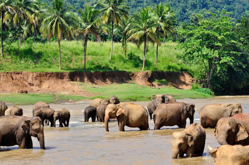A herd of elephants washing and drinking in river. A herd of elephants washing and drinking in river