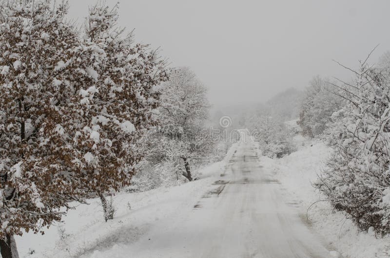 Ринв пути Snowy древесина стоковое фото Ринв пути Snowy древесина стоковое фото