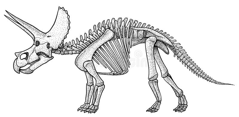 Скелет Трицератопса рисунок