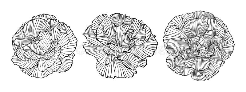 Рисование Линии Волни Цветы Peony Вектор Изолированные Линии Искусство Ручная Рисование Peony Цветочный Логотип Набор Зачернить Че иллюстрация штока