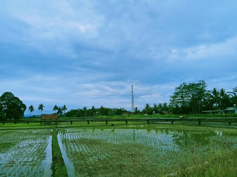 The beautiful sky also witnessed the growth of rice in the fields. The beautiful sky also witnessed the growth of rice in the fields