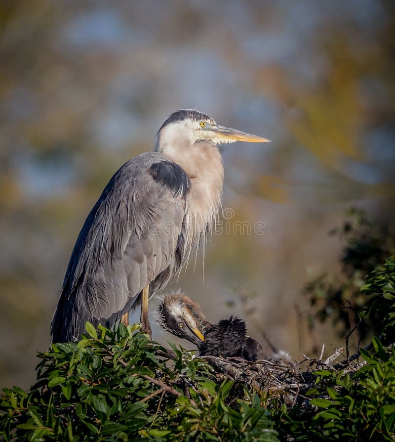 Great blue heron parent, protects chick. Great blue heron parent, protects chick