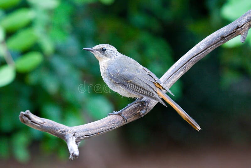 Cape robin chat juvenile perched on branch. Cape robin chat juvenile perched on branch