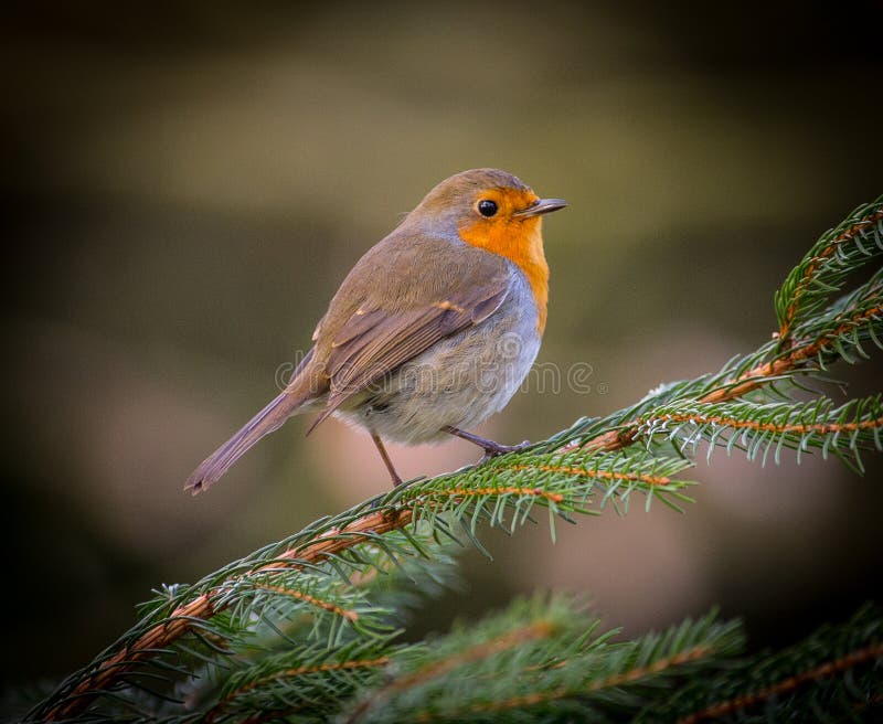 Robin red breast bird on pine branch. Robin red breast bird on pine branch.