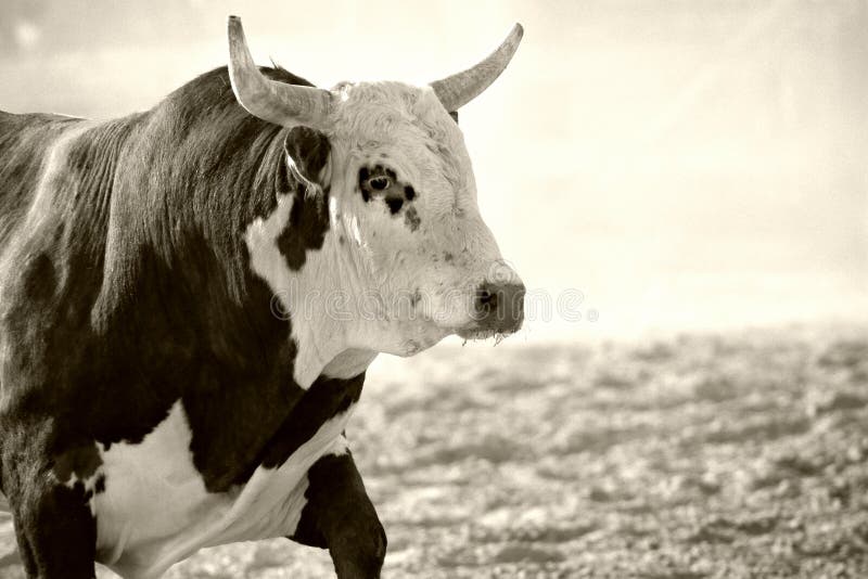 Bull at rodeo in cloud of dust just after having ejected its rider. converted with added grain, wyoming. Bull at rodeo in cloud of dust just after having ejected its rider. converted with added grain, wyoming.