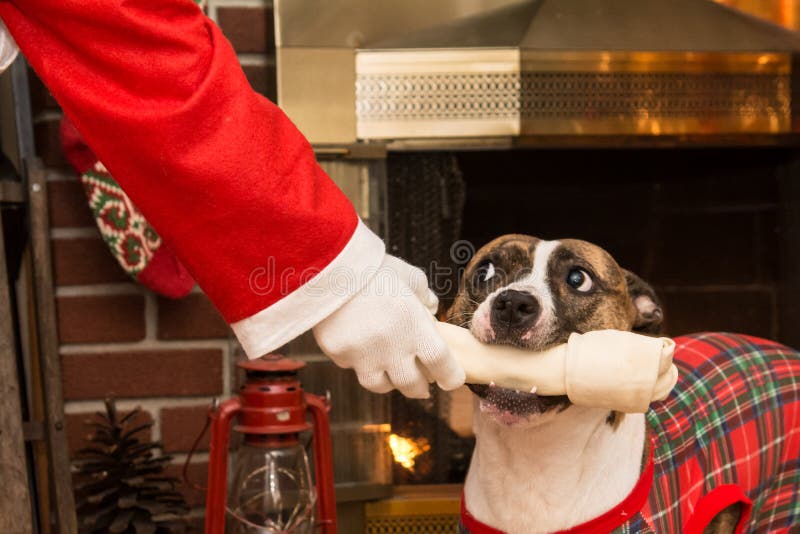 Santa giving a dog a present on Christmas Eve. Santa giving a dog a present on Christmas Eve.