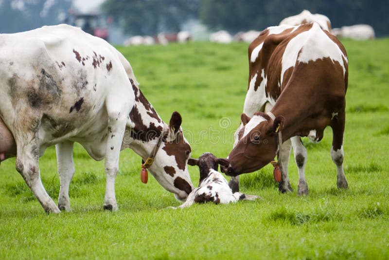 This little bull is only a thirty minutes old and mother cow and her friend are licking him. This little bull is only a thirty minutes old and mother cow and her friend are licking him.