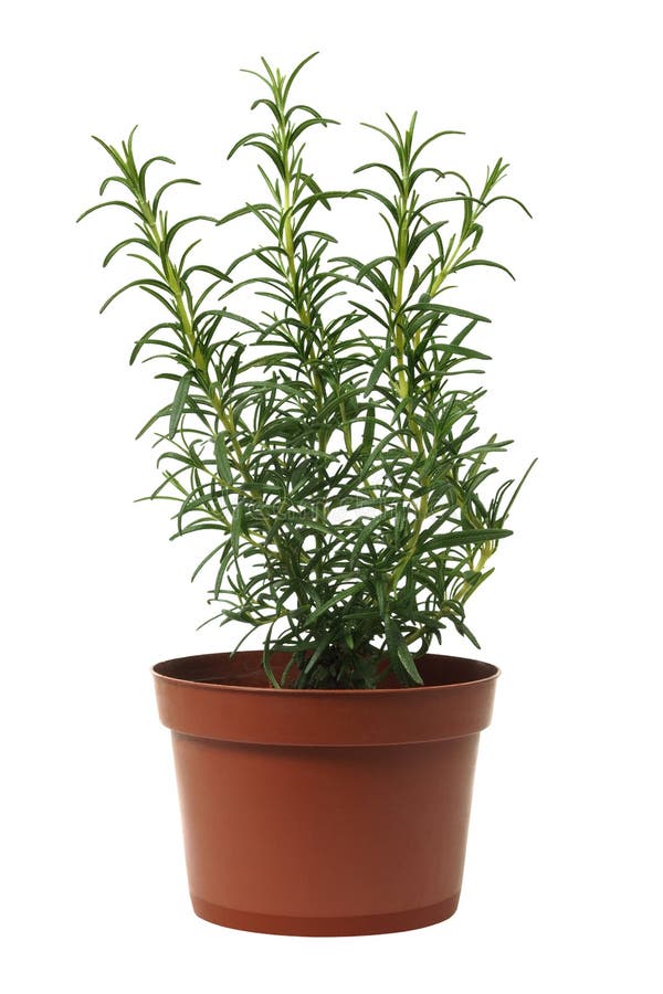 Rosemary in a pot isolated on white background. Rosemary in a pot isolated on white background