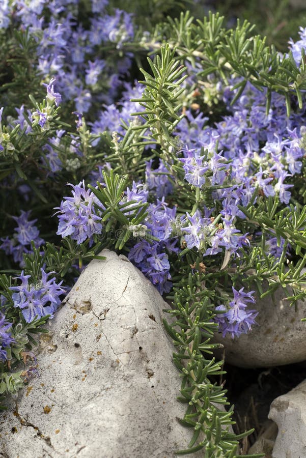 Rosemary Plant With Flowers in spring. Rosemary Plant With Flowers in spring