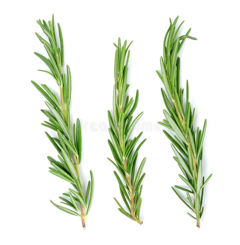 Rosemary isolated on the white background . Rosemary isolated on the white background .