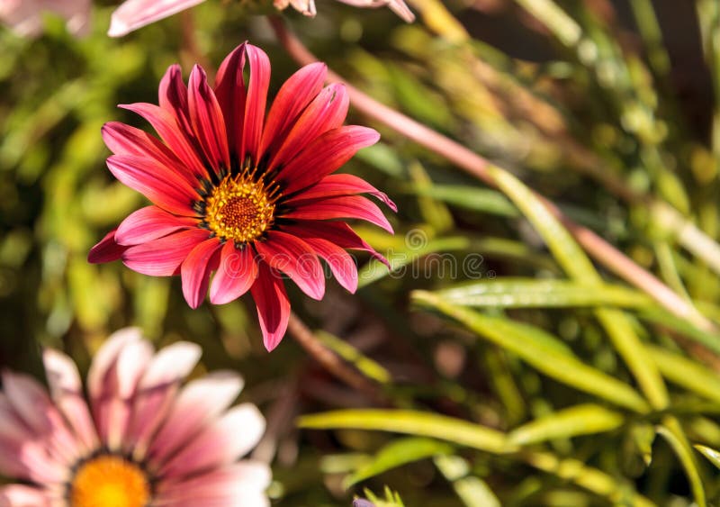 Розовая африканская маргаритка, Osteospermum Ecklonis стоковые фотографии rf Розовая африканская маргаритка, Osteospermum Ecklonis стоковые фотографии rf
