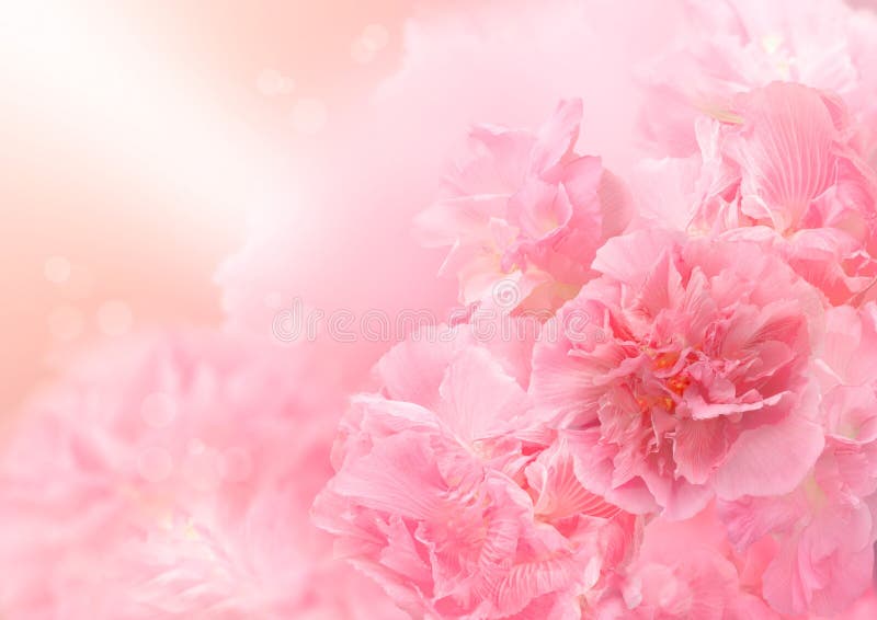 Розовая предпосылка цветения, абстрактный большой цветок, красивый цветок
