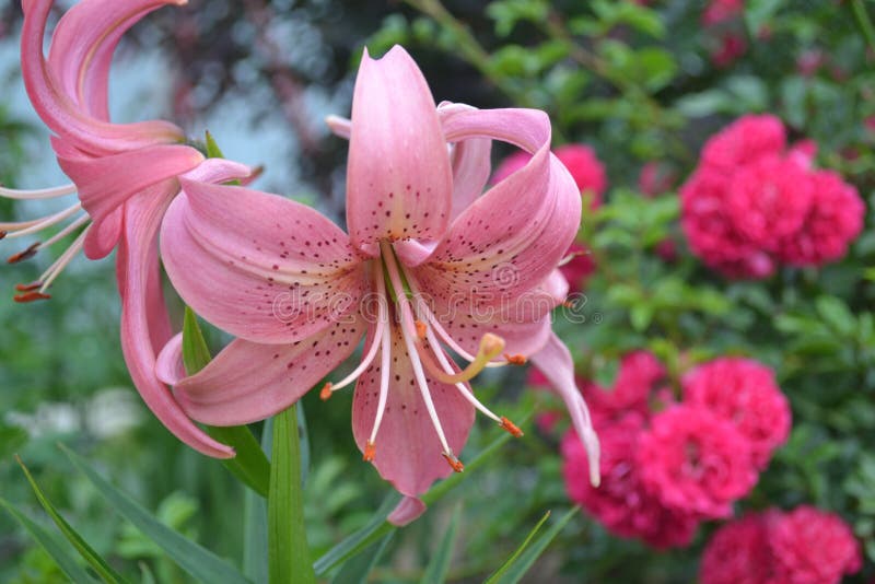 Розовое flowe лилии стоковая фотография rf Розовое flowe лилии стоковая фотография rf
