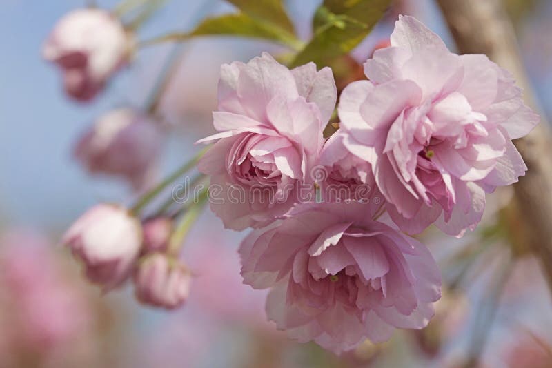 Розовое дерево вишневого цвета