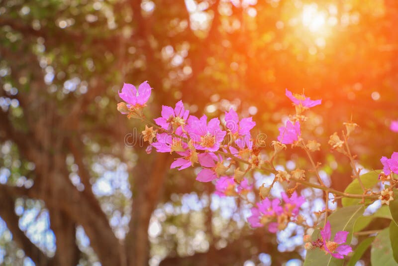 Розовые speciosa Lagerstroemia мирта crape или цветок jarul с тоном света захода солнца стоковые изображения Розовые speciosa Lagerstroemia мирта crape или цветок jarul с тоном света захода солнца стоковые изображения