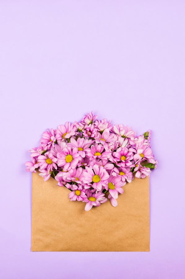 Розовые маргаритки в винтажном коричневом конверте, flatlay стоковые изображения rf Розовые маргаритки в винтажном коричневом конверте, flatlay стоковые изображения rf