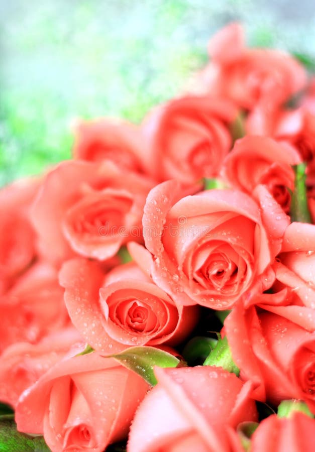 розовые романтичные розы