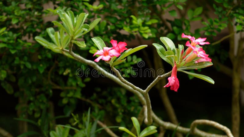 Розовые цветки Adenium, Бали, Индонезия стоковые изображения Розовые цветки Adenium, Бали, Индонезия стоковые изображения