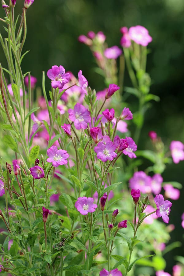 розовый большой волосатый Willowherb цветочные шипы стоковые изображения
