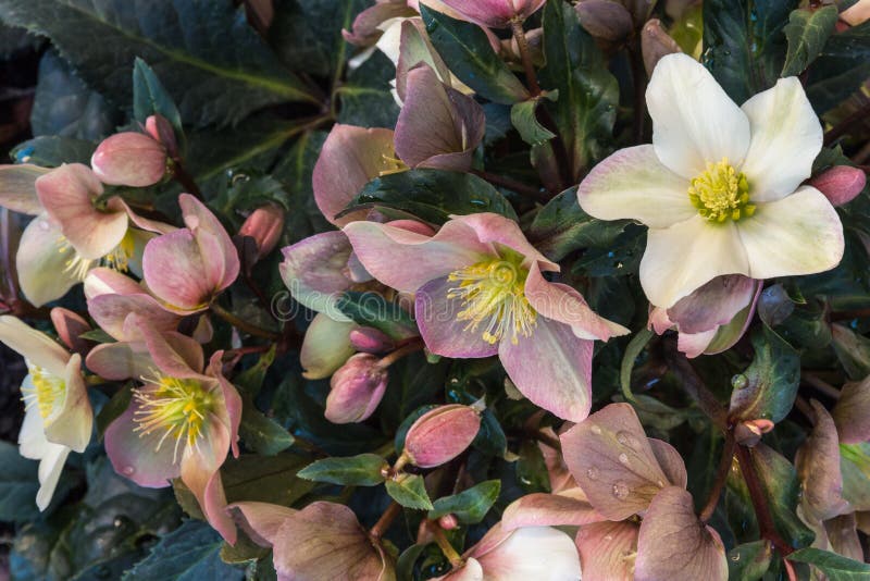 Розовый завод orientalis helleborus с цветками в цветени стоковая фотография rf Розовый завод orientalis helleborus с цветками в цветени стоковая фотография rf