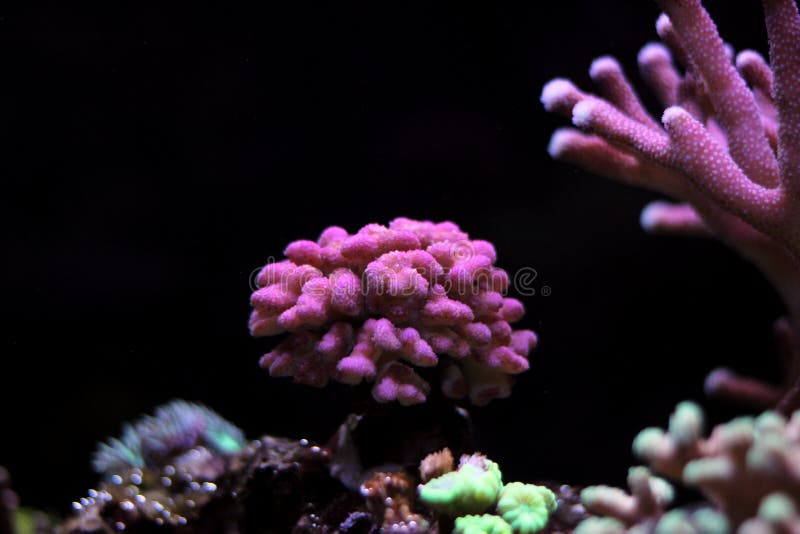 Розовый коралл sps stylophora в аквариуме стоковая фотография rf Розовый коралл sps stylophora в аквариуме стоковая фотография rf