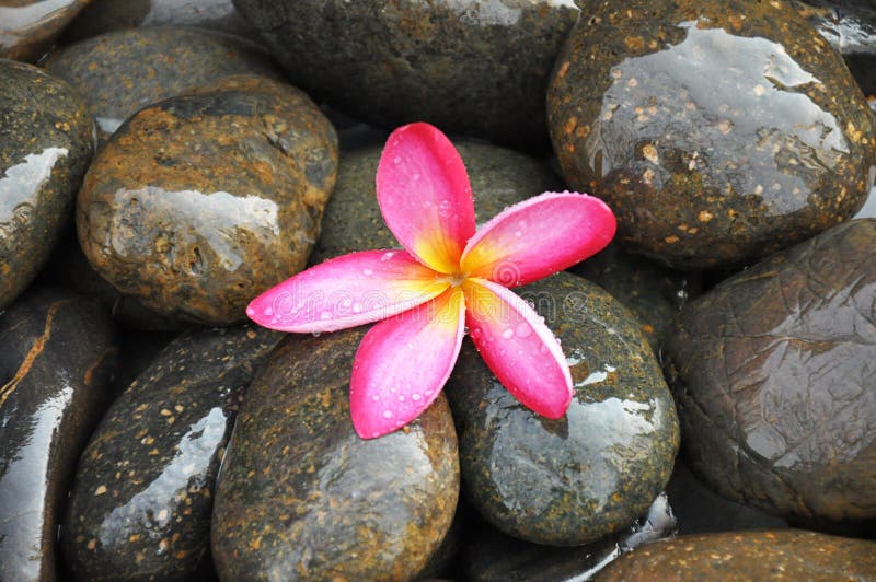 Розовый цветок Frangipani на камнях реки стоковое фото Розовый цветок Frangipani на камнях реки стоковое фото