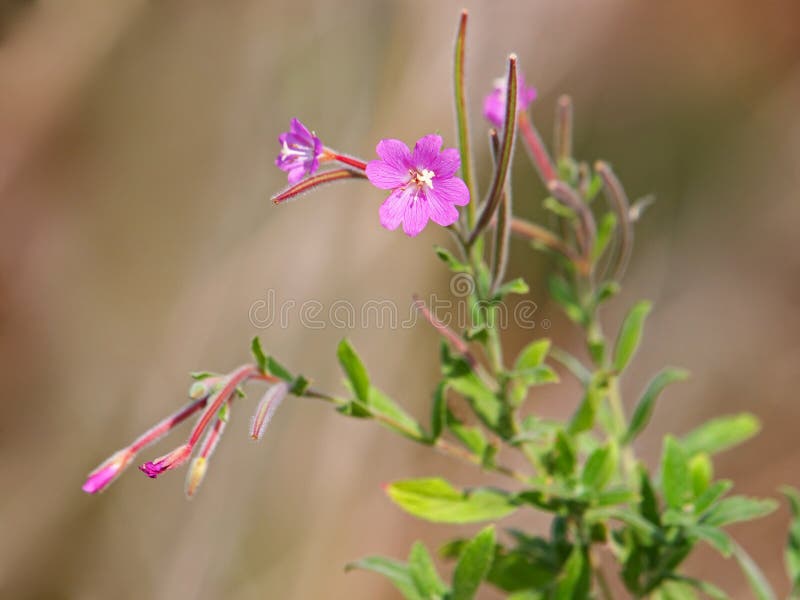 Розовый цветок великого волосатого willowherb стоковое фото