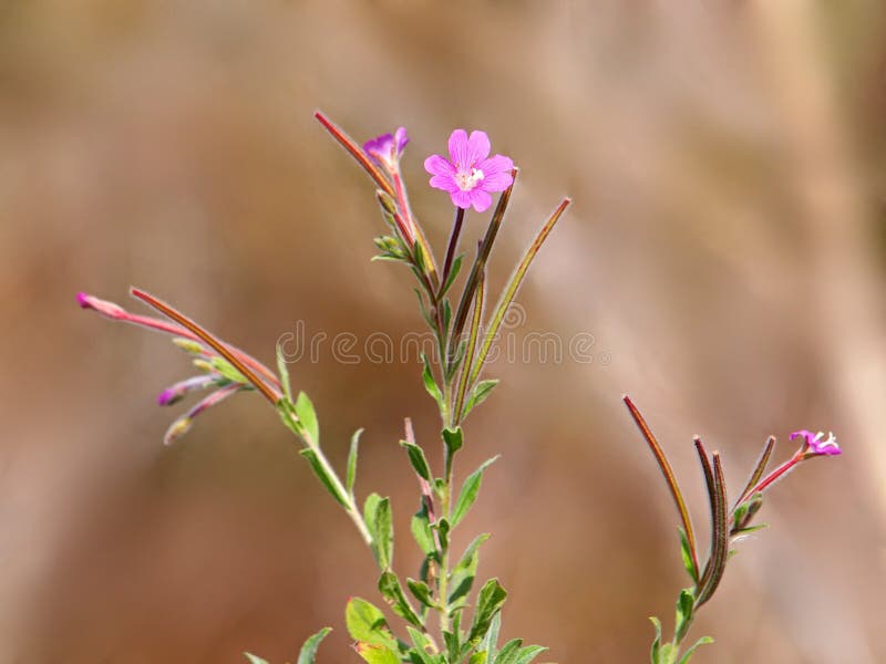 Розовый цветок великого волосатого willowherb стоковое изображение rf