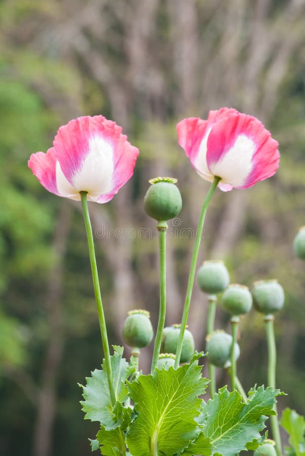 Colorful Opium poppy in garden. Colorful Opium poppy in garden.